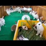 Let's watch the cute rabbit run​ - Pretty​ Bunny and Rabbit So cute ASMR New 7