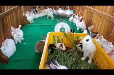 Let's watch the cute rabbit run​ - Pretty​ Bunny and Rabbit So cute ASMR New 7