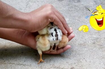 Newborn Baby Chicks Finds Their Home - Cutest Moment