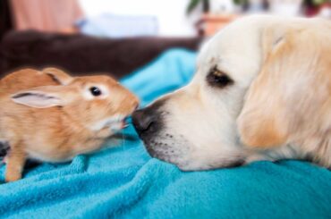 Mother Rabbit Protects her Baby Bunnies from Dog