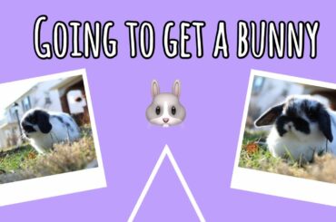Going to Get a Bunny