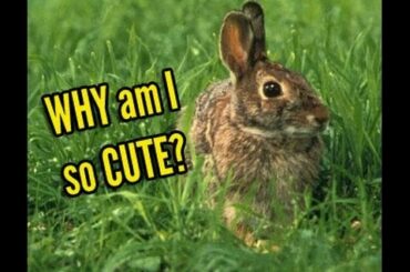 Cute Bunny with Love Doves Cooing