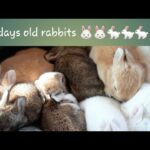 Our little lovely baby rabbits | 16 days old little rabbits / 3v