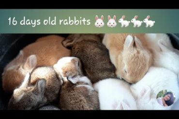 Our little lovely baby rabbits | 16 days old little rabbits / 3v