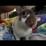 Cute Bunny Eating Something!