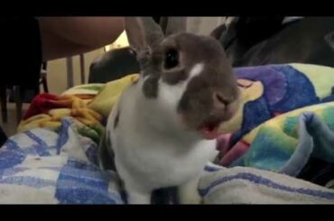Cute Bunny Eating Something!