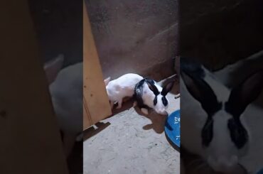 So cute rabbit 🐇🐰🐇🐰🐇🐇🐇🐇🐇🐰🐰🐰🐇