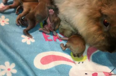 Nursing baby bunnies