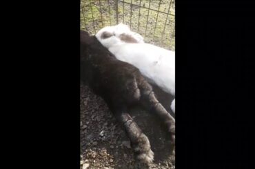 When cute bunnies shows the world how to be fabulous 🐰🐰🐔