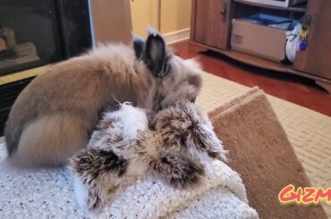Rabbit Tricks Gizmo The Baby Lionhead Rabbit- Gizmo loves grooming his fuzzy stuffed bunny buddy