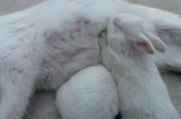 Baby Bunnies Are Bussy To Driking Milk । Pet Entertainer