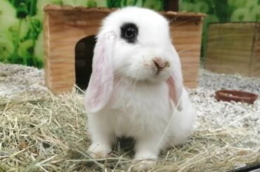 Pequeños conejitos Belier. Tinny Cute Bunnies