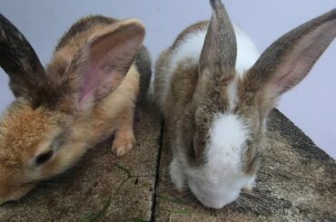 Rabbits cute eating asmr watermelon  | bunny cute eating watermelon