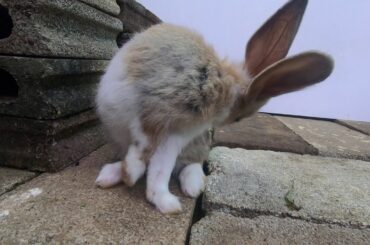 Rabbits play & clean body when break | bunny cute