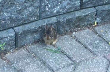 CUTEST BABY BUNNY RABBIT EVER!!!