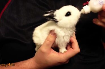 Baby Bunnies Being Bottle Fed Compilation