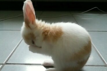 Baby Bunny Cleaning the Face…Cuteness overloaded