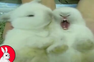 Cute Little Bunnies Yawning and Cuddling