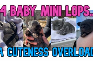 BABY BUNNY COMPILATION!!!!! ( Mini lop babies!)