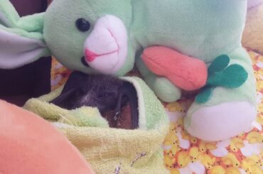 Happy Easter As Ophelia Baby Bat Bites Bunny's Nose.