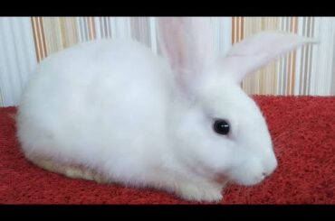 bermain dengan Kelinci umur 2 bulan" lucu!! [cute rabbit]