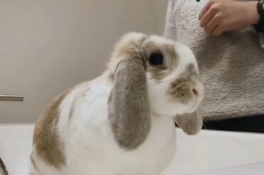 ♥Funny and Cute Baby Bunny Rabbit Videos Compilation #1 | Aww Cute Animals