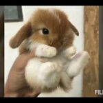 Sweet newborn bunnies 2020