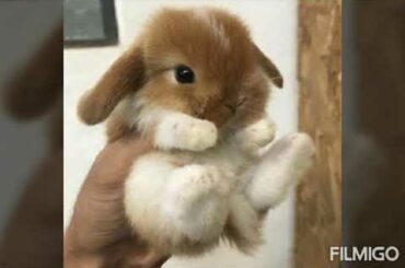 Sweet newborn bunnies 2020