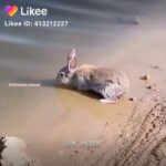 Unbelievable!! Baby rabbit swimming!