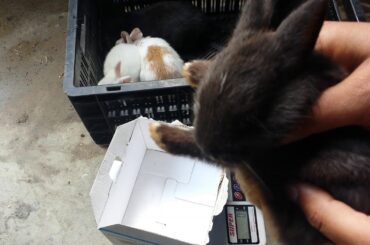 Newzeland rabbit 🐇 rabbit wite rabbit for sale 03450406705