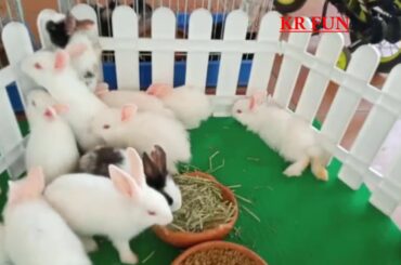 Cute Rabbit Farming Baby!