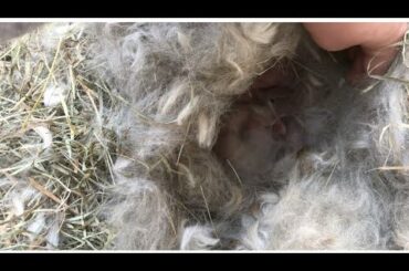 Two Day Old Mini Rex Bunnies In Their Nest!!