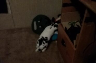 Cute bunny with music