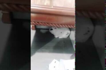 Cutest bunny ever 💕