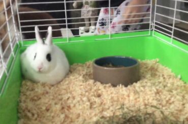 My bunny it’s so cute🐣 is it a boy or a girl 🤔