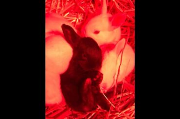 Who doesn't love cute baby bunnies! BR Quick Update 5.2