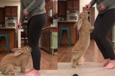 Trying to get Cocoa Puff to take a few steps | Cute and Funny Bunny Videos Compilation #21