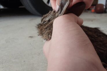 What a cute little bunny!