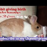 Rabbit giving birth to baby bunnies | at home | healthy babies | cute bunnie