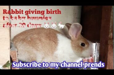 Rabbit giving birth to baby bunnies | at home | healthy babies | cute bunnie