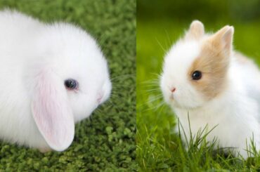 Baby Rabbits - Cute and Funny Rabbits Videos Compilation