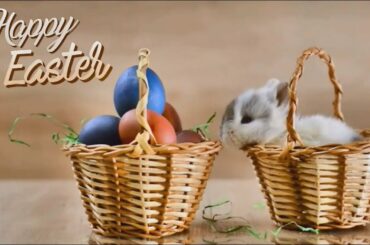 Happy Easter 🐣! Cute bunny and Easter Wishes