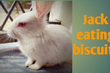 Day:5 # Jack and Jill eating biscuits// cute rabbits