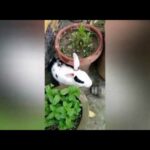 Rabbit || Funny Bunny Rabbit || Peter Rabbit 2 at home || Hungry Rabbits 2020