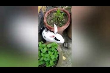 Rabbit || Funny Bunny Rabbit || Peter Rabbit 2 at home || Hungry Rabbits 2020