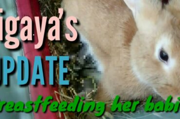 JEK PETS EP.19 / LIGAYA'S UPDATE / MOTHER RABBIT BREASTFEEDING HER BABIES #RABBITERO