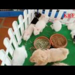 Cute Rabbit​ & Puppy Baby Farming