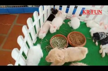 Cute Rabbit​ & Puppy Baby Farming