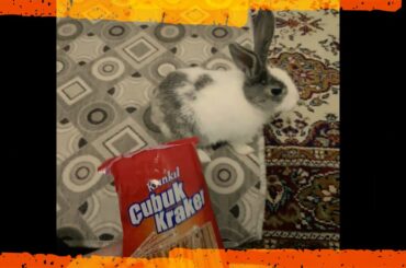 Cute bunny eating crackers   الارنب اللطيف يأكل المقرمشات