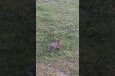 Cute wild bunny eating weeds and grass from our yard